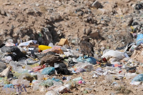 عقاب طلایی بر فراز زباله‌های متعفن شهرکرد - 21 مهر 1392 - عکس از سعید یوسف پور