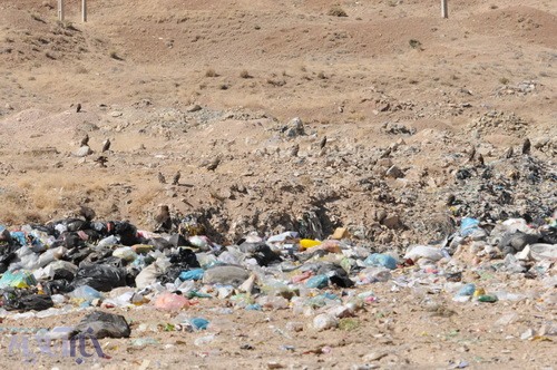 عقاب طلایی بر فراز زباله‌های متعفن شهرکرد - 21 مهر 1392 - عکس از سعید یوسف پور