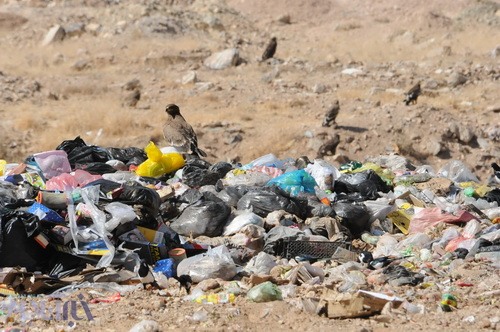 عقاب طلایی و سارگپه بر فراز زباله‌های متعفن شهرکرد - 21 مهر 1392 - عکس از سعید یوسف پور