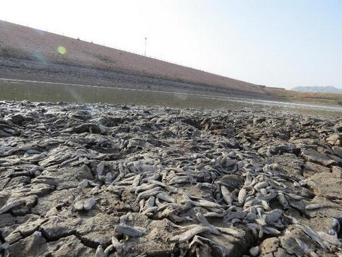 فاجعه مرگ ماهی ها در سد حاجی آباد خراسان جنوبی - تیرماه 1392