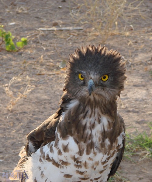 عقاب مارخور در منطقه حفاظت شده شاسکوه