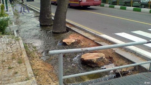 به خط عابر پیاده دقت کنید و آنگاه قطع درختان در مسیر خط کشی! نه؟