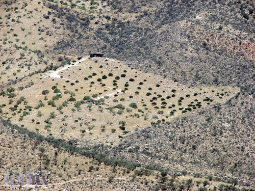 محوطه پاکتراشی شده برای کاشت درخت انجیر در عکس مشخص است - کوهستان تودج - 29 مرداد 1392