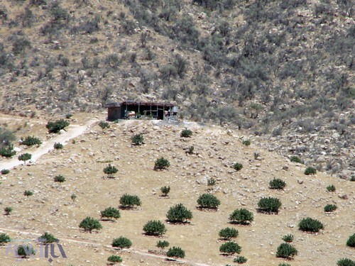 محوطه پاکتراشی شده از درختان بادام کوهی برای کاشت درخت انجیر در عکس مشخص است - کوهستان تودج - 29 مرداد 1392