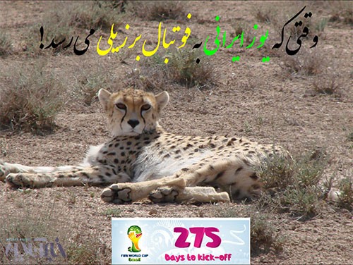 یوزپلنگ ایرانی در میاندشت؛ عکس از محمد درویش