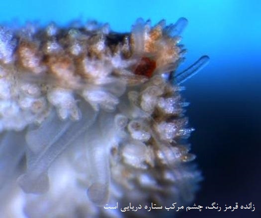 چشم ستاره دریایی