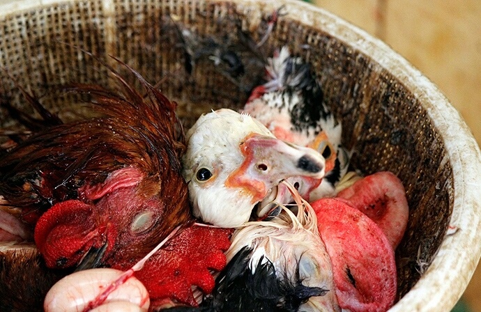 قتل عام پرندگان مهاجر در تالاب فریدونکنار