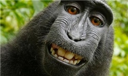 عکس سلفی یک میمون