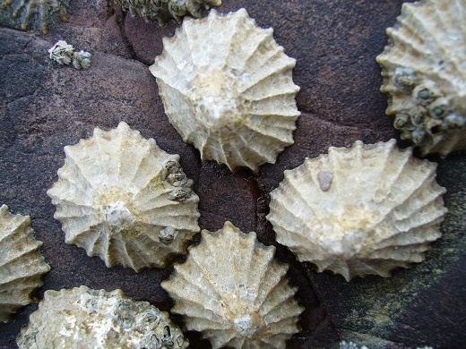 خاره چسب، حلزون صدف دار دریایی