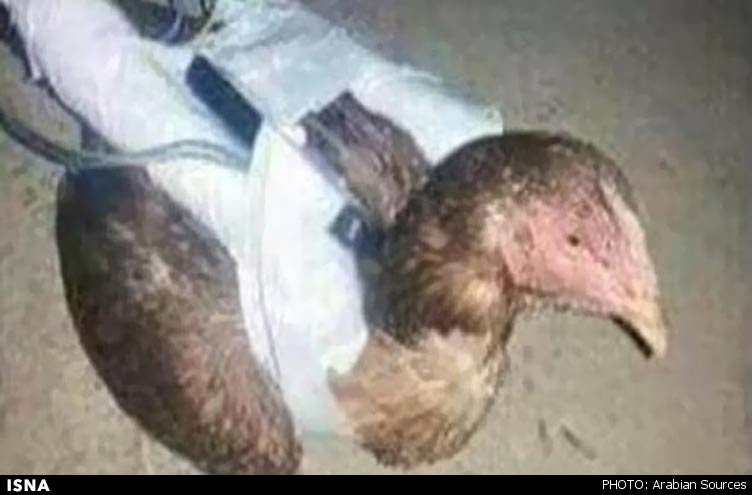 "مرغ‌های انتحاری"؛ ارتش جدید داعش!/ عکس