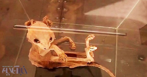 تصاویر کشف بقایای موجودی عجیب مومیایی شده در ترکیه جانور باستانی یا یک گربه معمولی خبرآنلاین