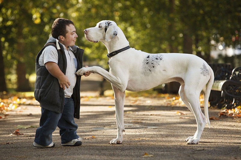 Best Great Danes Images On Pinterest Great Danes Doggies 1