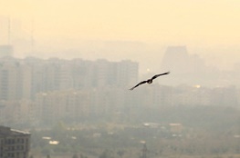 گزارش مرکز پژوهش های مجلس از آلودگی هوا / دخالت دیگر نهادها و اصلاح پی در پی قانون توسط دولت