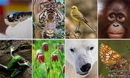 شعار روز جهانی تنوع زیستی در سال 2015 چیست؟