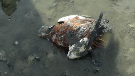 مرگ و میر مرموز 2000 پرنده در اطراف دریاچه ارومیه