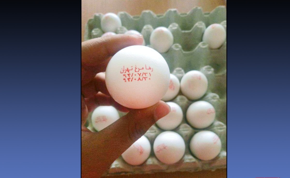توزیع تخم مرغ، 16 روز قبل از تولید!