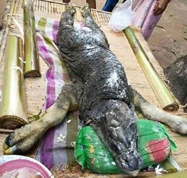 بوفالو-تمساح؛حیوان عجیب و غریبی که تایلندی‌ها را ترسانده است