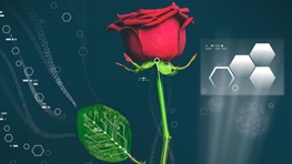 ابداع موفقیت‌آمیز اولین گل رز طبیعی-دیجیتالی جهان / عکس
