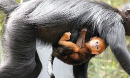 تولد یک میمون بسیار نادر در سیدنی/کدو تنبل نارنجی و بازیگوش!