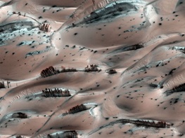 این تصویر یک جنگل مریخی نیست!/عکس روز ناسا