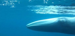 نادرترین نهنگ جهان شکار دوربین شد!/عکاسی دانشمندان از اومورا