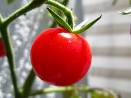 تصمیم وزارت بهداشت در مورد هورمون رشد گوجه فرنگی