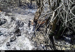 ستاری: ۴پهپاد برای آتش‌سوزی جنگل‌ها به محیط‌ زیست تحویل شد/ بهره‌برداری از هواپیمای آتش‌نشان