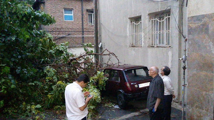 مرگ و سقوط درخت ۱۰۰ساله در طوفان تهران
