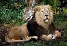 شیر ایرانی بعد از ۱۵۰سال باز هم به ایران نرسید
