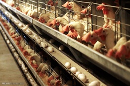 آیا کمبود عرضه مرغ بحران ساز می‌شود؟