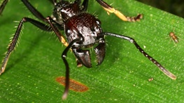 حشره‌ای با دردناک‌ترین نیش جهان/یک نوع مورچه در فهرست خشن‌ترین جانوران جهان قرار دارد