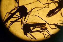 برای کنترل زیکا؛ آیا می توان همه پشه‌های دنیا را کشت؟