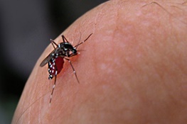هشدار سازمان بهداشت جهانی؛ ویروس زیکا وارد اروپا می شود!