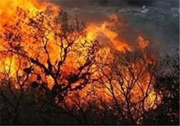 علت بروز آتش سوزی در مناطقی از فارس در دست بررسی است/ عامل انسانی، محتمل ترین گزینه