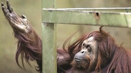 باغ وحش معروف آرژانتین تعطیل می‌شود