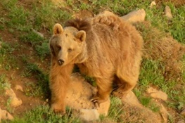 یک خرس قهوه ای در پادنای سمیرم با شلیک اسلحه شکاری کشته شد