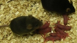 روزی جنین بدون نیاز به مادر در چرخه تولید مثل متولد می‌شود؟/تولد موش تنها با استفاده از اسپرم