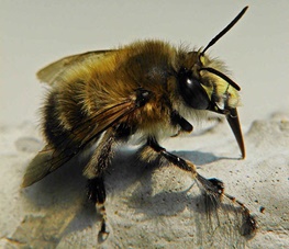 احتمال سکته مغزی انسان با نیش زنبور