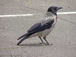 تلفات کمتر پرنده‌های باهوش در جاده‌ها