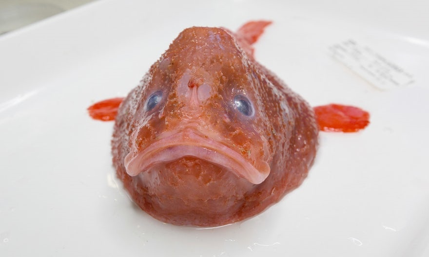 موجود عجیب ماهی عجیب عکس حیوانات حیوانات عجیب دنیا جانوران دریایی عجیب