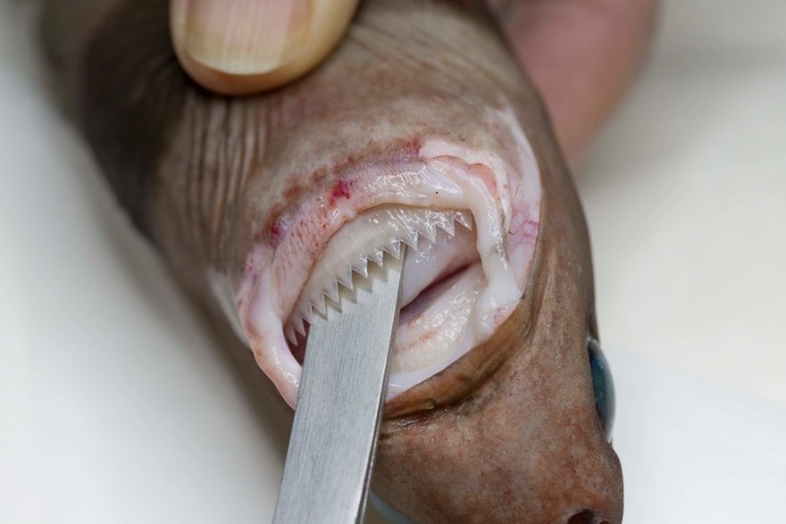 موجود عجیب ماهی عجیب عکس حیوانات حیوانات عجیب دنیا جانوران دریایی عجیب