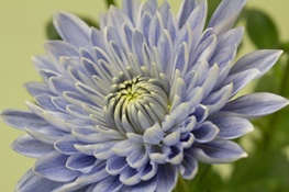 گل نادری که با روش ویژه محققان رشد کرد/ویرایش ژنتیکی برای داوودی آبی!