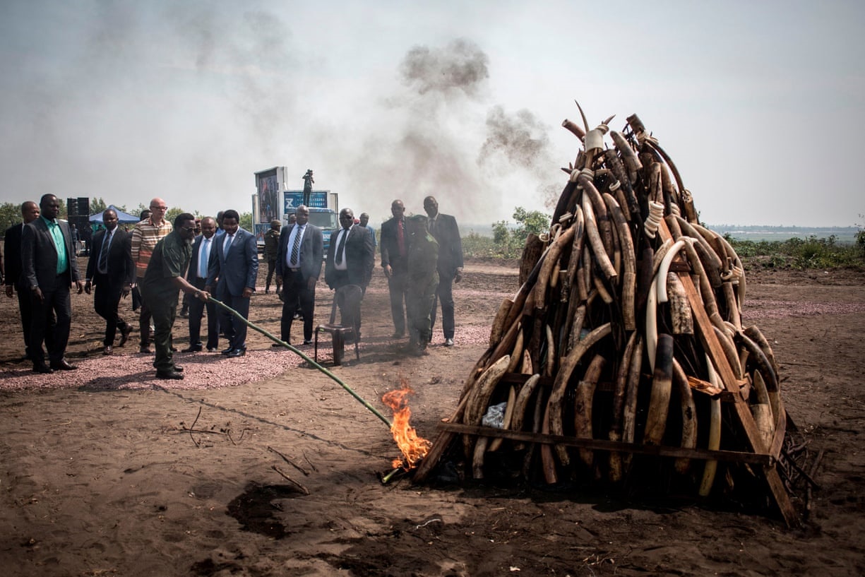 آتش زدن عاج های فیل قاچاق توسط رئیس‌جمهور دموکراتیک کنگو