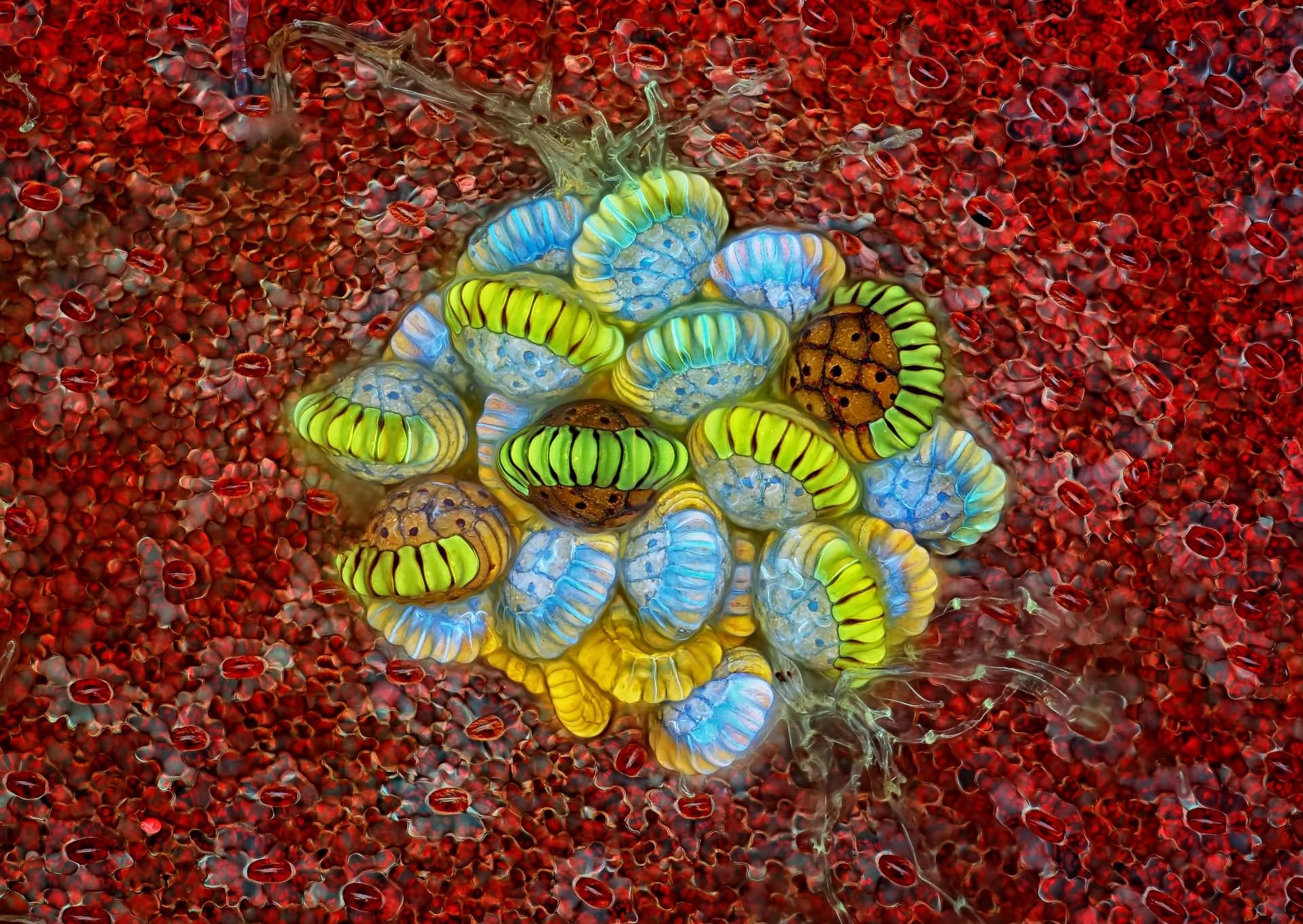 رتبه دوم بهترین عکس میکروسکوپی سال به هاگدان سرخسی / عکس