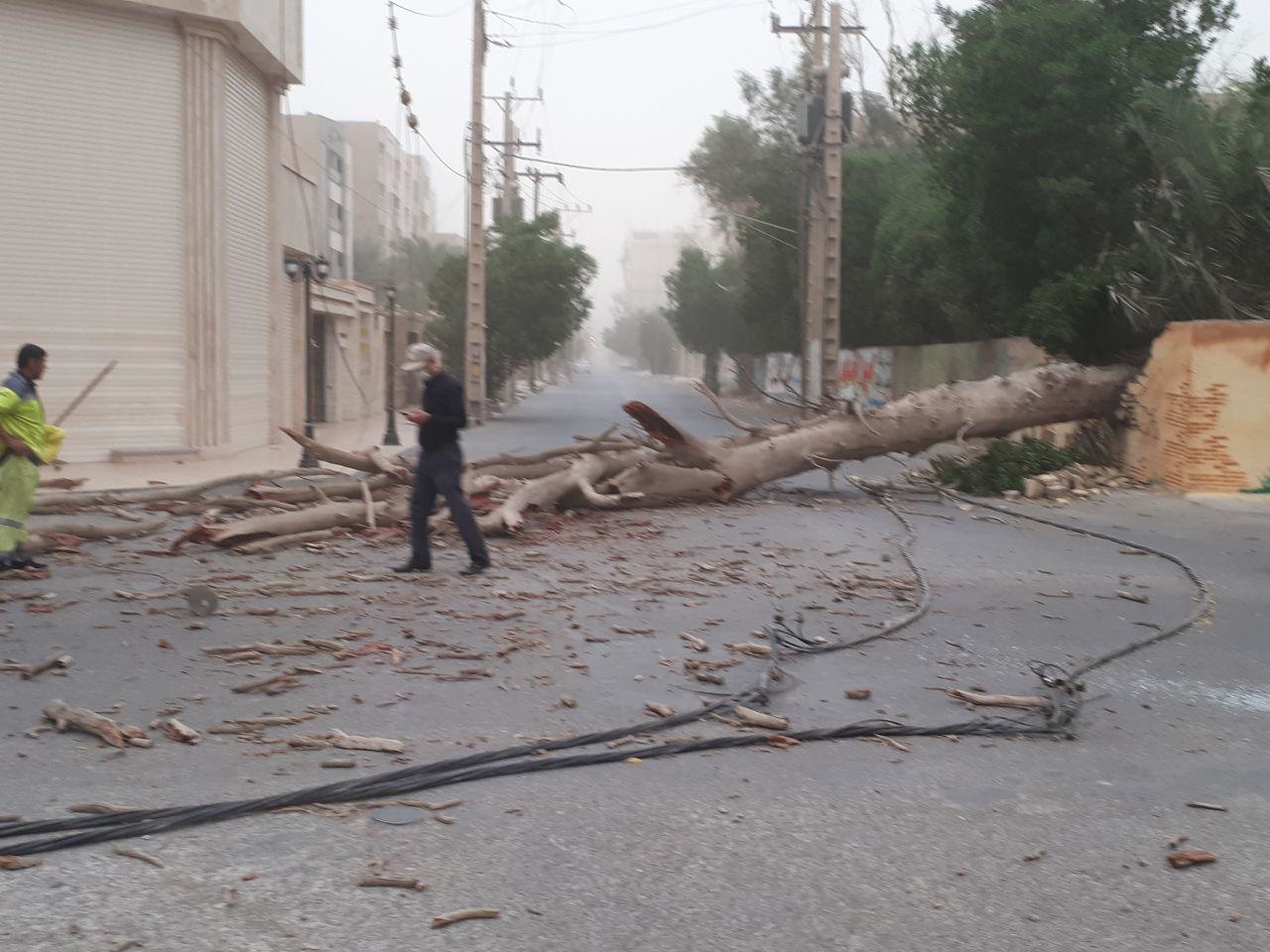 تصویر وحشتناک از سقوط درخت تنومند در خیابان های اهواز