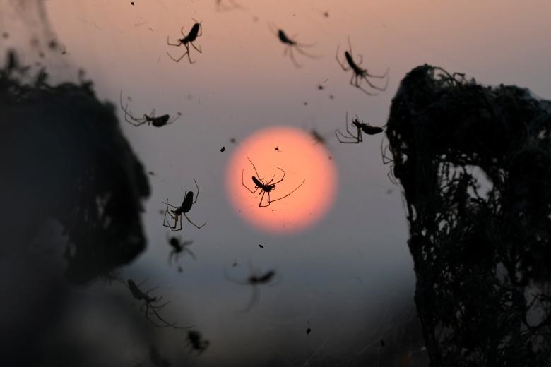 تار عنکبوت صدها متری در یونان