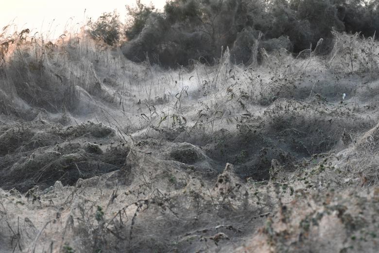 تار عنکبوت صدها متری در یونان