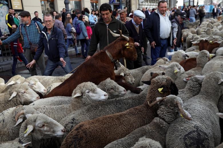 رژه سالانه گوسفندان در مادرید