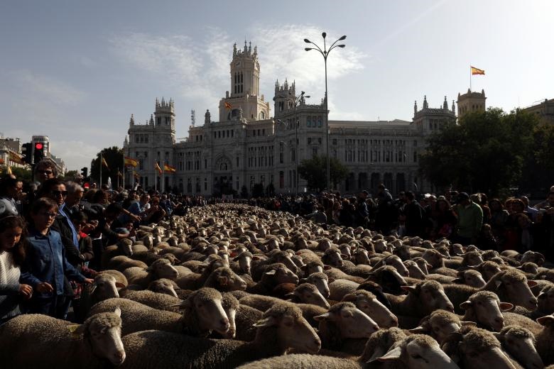 رژه سالانه گوسفندان در مادرید