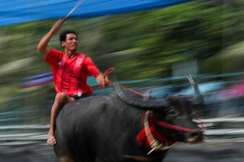 مسابقات بوفالو سواری تایلند